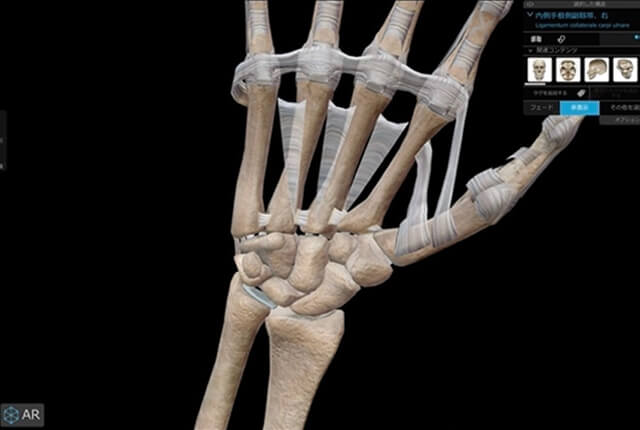 遠位橈尺関節（DRUJ）