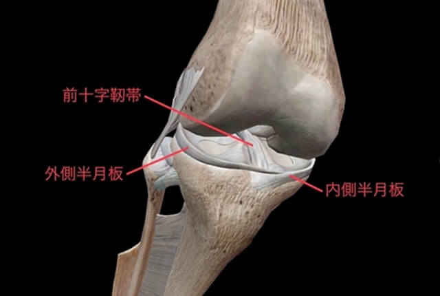 前十字靭帯（ACL）